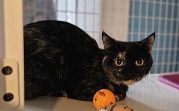 Rescue Tortoiseshell Cats for Adoption in Claremont, New Hampshire - Ann Arbor | PetCurious