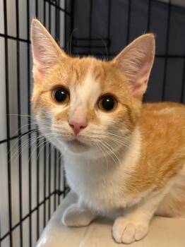 Rescue Domestic Short Hair Cats for Adoption in Hartford City, Indiana - Derek | PetCurious