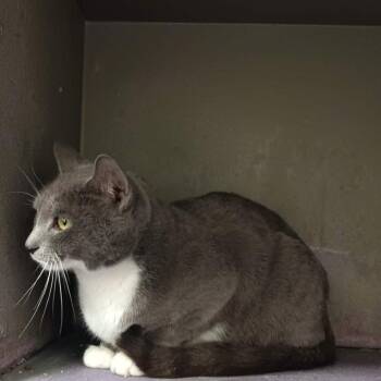 Domestic Short Hair Cats Available for Adoption in Granville, Ohio - Nimbus | PetCurious