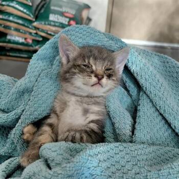 Domestic Short Hair Cats Available for Adoption - ARGON | PetCurious