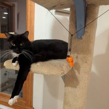 Rescue Domestic Short Hair Cats for Adoption in Wakefield, Massachusetts - Placido | PetCurious