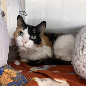 Domestic Short Hair Cats Available for Adoption - QUINN | PetCurious