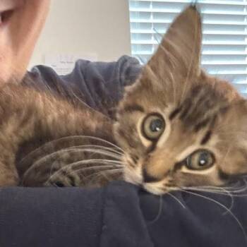 Duck -  Domestic Medium Hair Cat for Adoption in Williston, Florida - Duck | PetCurious
