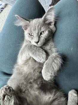 Domestic Medium Hair Cats Available for Adoption in Sedalia, Colorado - Cillian | PetCurious