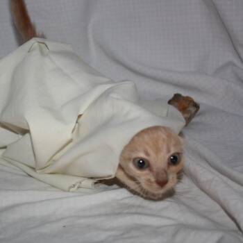 Potato -  Domestic Short Hair Cat for Adoption in Greenwood, Missouri - Potato | PetCurious