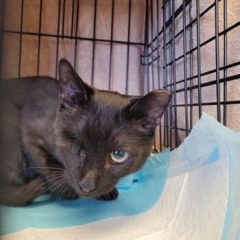 Midnight Special -  Domestic Short Hair Cat for Adoption in Las Vegas, Nevada - Midnight Special | PetCurious