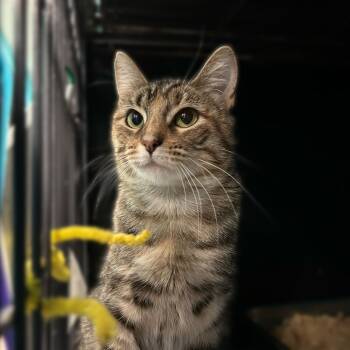 Rescue Domestic Short Hair Cats for Adoption in Davenport, Iowa - Michelle | PetCurious