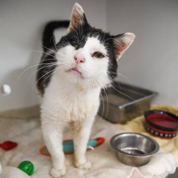 Bill Wilkins -  Domestic Short Hair Cat for Adoption in East Amwell Township, New Jersey - Bill Wilkins | PetCurious