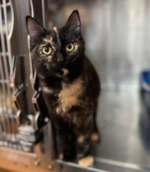 Ob-La-Di (petco) -  Domestic Short Hair Cat for Adoption in Austin, Texas - Ob-La-Di (petco) | PetCurious