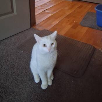 Domestic Short Hair Cats Available for Adoption - Max Gorgeous White Cat | PetCurious