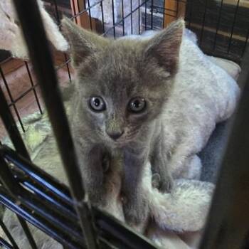 Mini -  Domestic Short Hair Cat for Adoption in Gordonsville, Tennessee - Mini | PetCurious