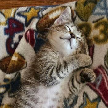 Muse -  Domestic Short Hair Cat for Adoption in Dearborn, Michigan - Muse | PetCurious