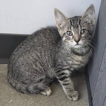 Giraffe -  Domestic Medium Hair Cat for Adoption in Fort Wayne, Indiana - Giraffe | PetCurious