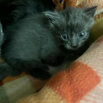 Domestic Short Hair Cats Available for Adoption - Astra | PetCurious