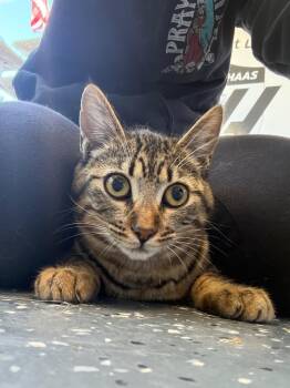 Domestic Short Hair Cats Available for Adoption - Kiss | PetCurious