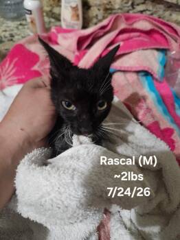 Rascal -  Domestic Short Hair Cat for Adoption in Darien, Georgia - Rascal | PetCurious
