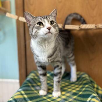 Kylian -  Domestic Short Hair Cat for Adoption in Fargo, North Dakota - Kylian | PetCurious