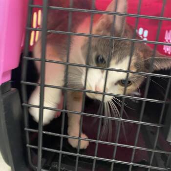 Lois -  Domestic Short Hair Cat for Adoption in Charleston, West Virginia - Lois | PetCurious