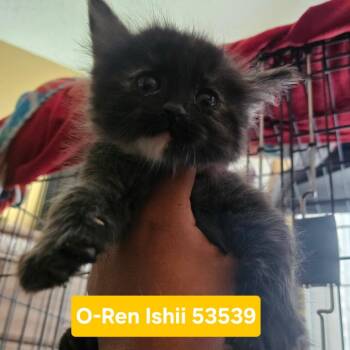 O-Ren Ishii 53539 -  Domestic Short Hair Cat for Adoption in Las Vegas, Nevada - O-Ren Ishii 53539 | PetCurious