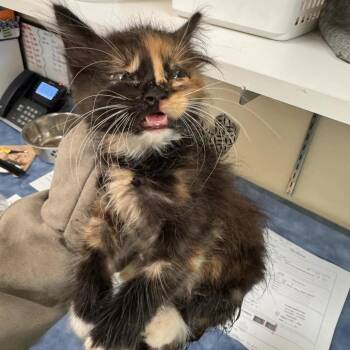 Belly -  Domestic Short Hair Cat for Adoption in Lynchburg, Virginia - Belly | PetCurious