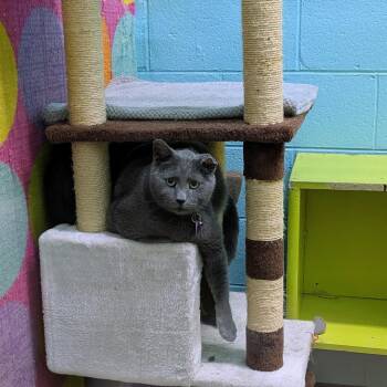 Hercules -  Domestic Short Hair Cat for Adoption in Springfield, Missouri - Hercules | PetCurious