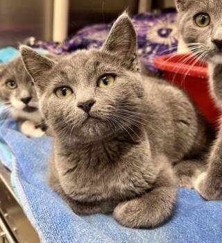 Rescue Domestic Short Hair Cats for Adoption in Annapolis, Maryland - Cadmus | PetCurious
