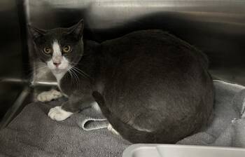 Rescue Domestic Short Hair Cats for Adoption - PRESCILLA | PetCurious