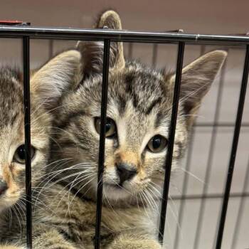 Boone -  Domestic Short Hair Cat for Adoption in Canton, North Carolina - Boone | PetCurious