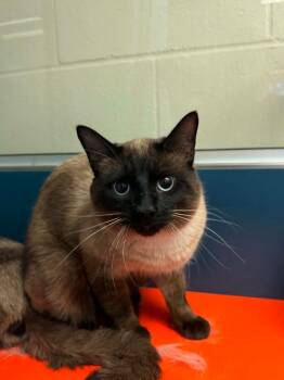 Creek -  Siamese Cat Available for Adoption in Grand Forks, North Dakota - Creek | PetCurious