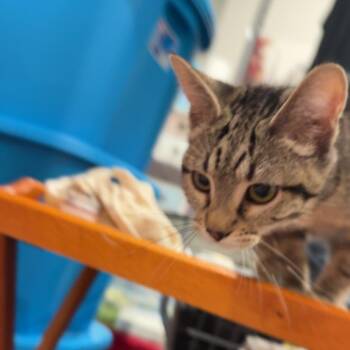 Max -  Domestic Short Hair Cat for Adoption in Spokane, Washington - Max | PetCurious