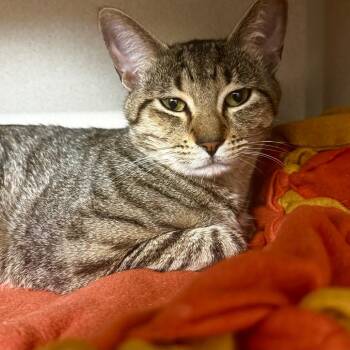 Pinto -  Domestic Short Hair Cat for Adoption in Wheeling, Illinois - Pinto | PetCurious