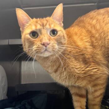Moris (Chow Hound Jenison) -  Domestic Short Hair Cat for Adoption in West Olive, Michigan - Moris (Chow Hound Jenison) | PetCurious