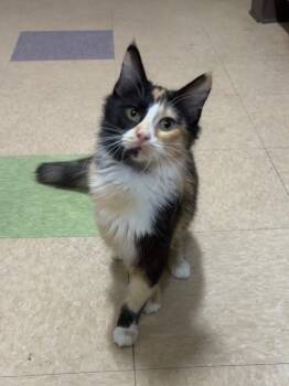 Marie -  Domestic Medium Hair Cat for Adoption in Little Rock, Arkansas - Marie | PetCurious