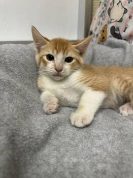 Daffodil -  Tabby Cat for Adoption in Parlier, California - Daffodil | PetCurious