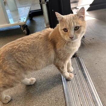 Walter -  Domestic Short Hair Cat for Adoption in Hailey, Idaho - Walter | PetCurious