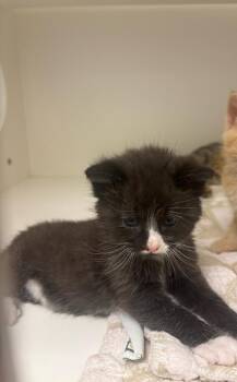 Berlioz -  Domestic Short Hair Cat for Adoption in Greenfield, Indiana - Berlioz | PetCurious