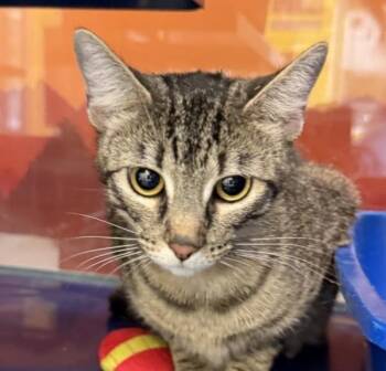 Anita -  Domestic Short Hair Cat for Adoption in Golden, Colorado - Anita | PetCurious