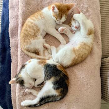 Lolly -  Domestic Short Hair Cat for Adoption in Jupiter, Florida - Lolly | PetCurious