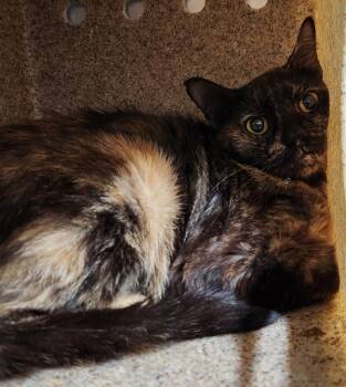 Rescue Domestic Short Hair Cats for Adoption in Roanoke, Virginia - Gladys | PetCurious