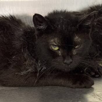Haven 20 -  Domestic Short Hair Cat for Adoption in Philadelphia, Pennsylvania - Haven 20 | PetCurious