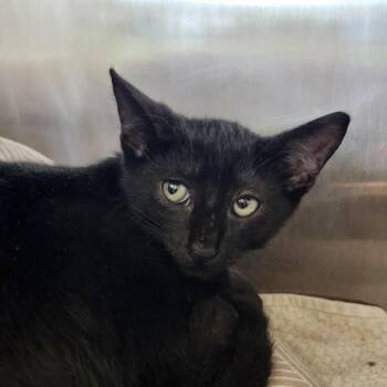 TAYLOR -  Domestic Long Hair and Domestic Short Hair Cat for Adoption in Houston, Texas - TAYLOR | PetCurious