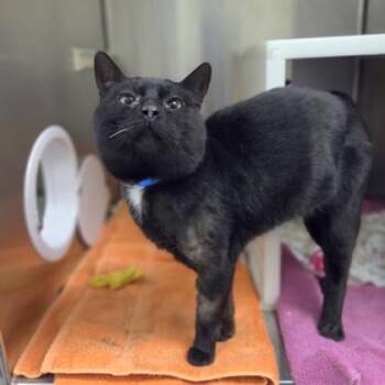Domestic Short Hair Cats Available for Adoption in Westland, Michigan - George Bailey | PetCurious