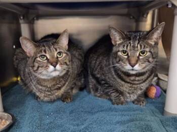 Milo -  Domestic Short Hair Cat for Adoption in Westland, Michigan - Milo | PetCurious