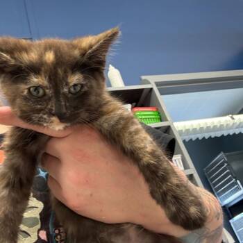 Domestic Medium Hair Cats Available for Adoption in Summerlee, West Virginia - Rusti | PetCurious