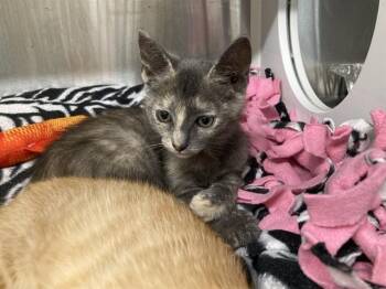 NEPTUNE -  Domestic Short Hair Cat for Adoption in Tustin, California - NEPTUNE | PetCurious