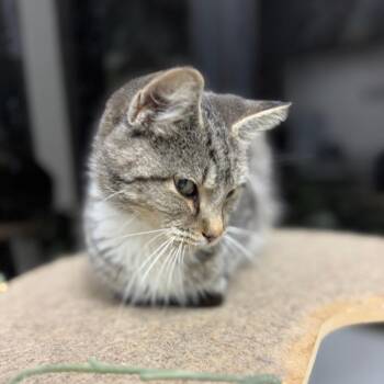 Rescue Domestic Short Hair Cats for Adoption in Monticello, Iowa - Lane Change | PetCurious