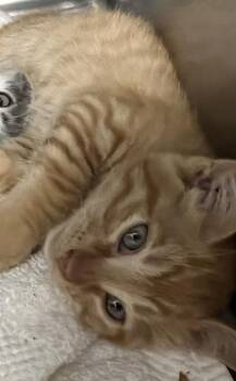 Yahtzee -  Domestic Short Hair Cat for Adoption in Roseville, California - Yahtzee | PetCurious