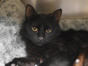 Domestic Short Hair Cats Available for Adoption in Portland, Oregon - Stella | PetCurious