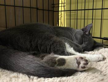 Domestic Short Hair Cats Available for Adoption in Havertown, Pennsylvania - Bueller | PetCurious