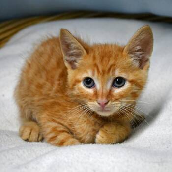 BAC-A-142182 -  Domestic Short Hair Cat for Adoption in Beaumont, Texas - BAC-A-142182 | PetCurious